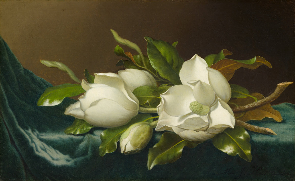 Magnolias on Light Blue Velvet Cloth — Poster